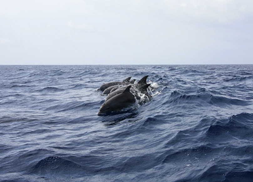 дельфин на волнах