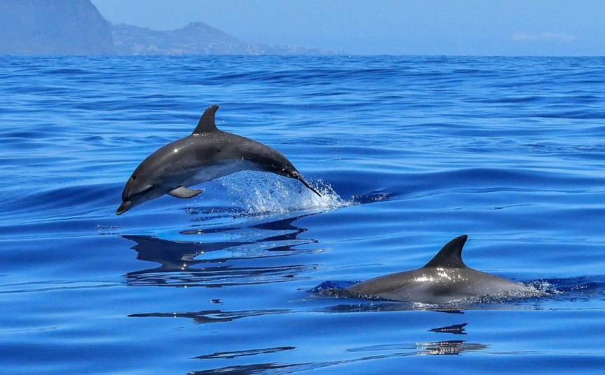 дельфины очень быстро плавают