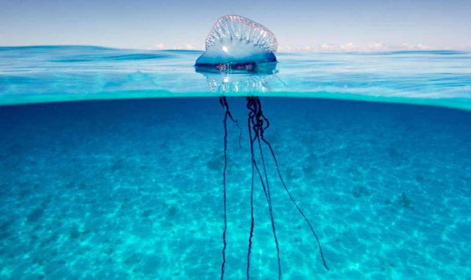 физалия или португальский кораблик