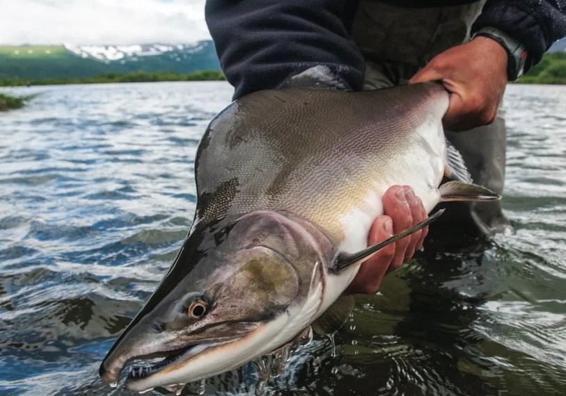 горбуша в воде
