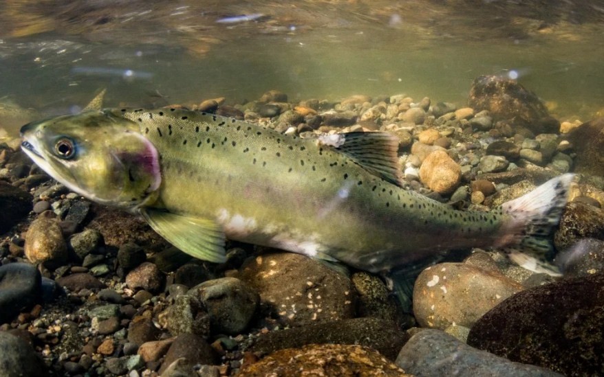 горбуша в естественной среде