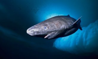 внешний вид гренландской акулы