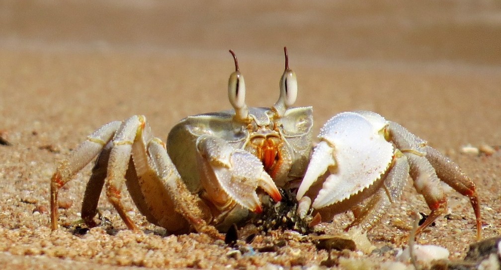 как выглядит краб 