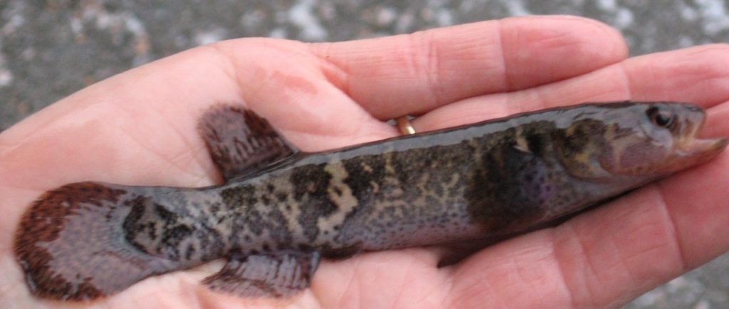 внешний вид рыбы даллии