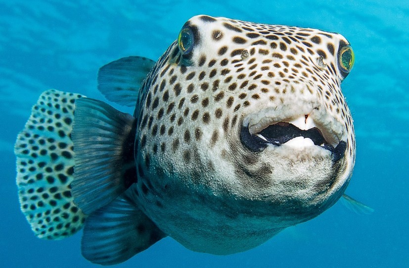 особенности строения рыбы фугу