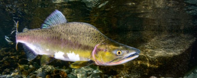где водится горбуша