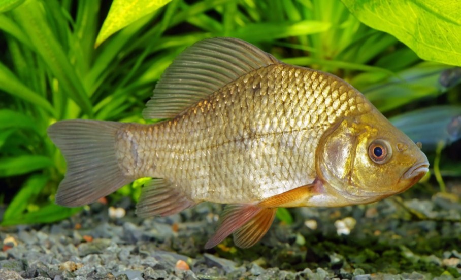 крупный карась в естественной среде