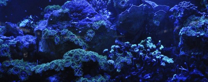 крупный коралловый риф