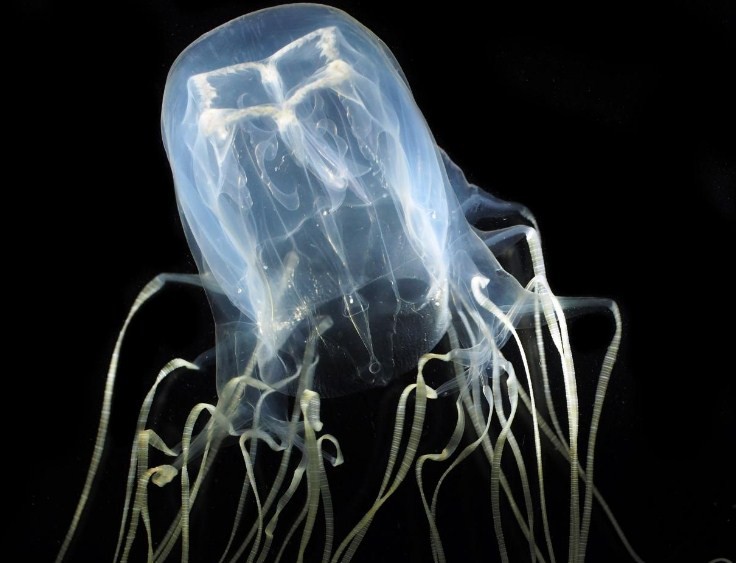 огромная кубомедуза