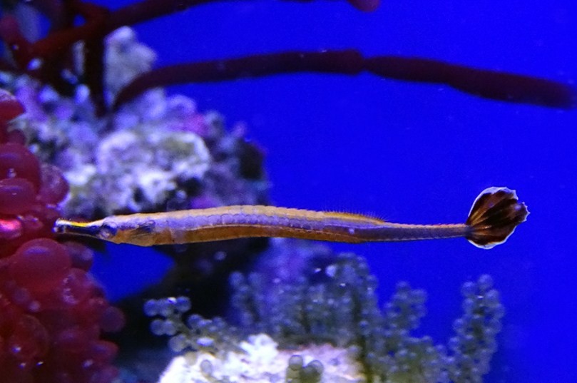 как выглядит рыба морская игла