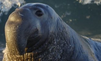 взрослый морской слон