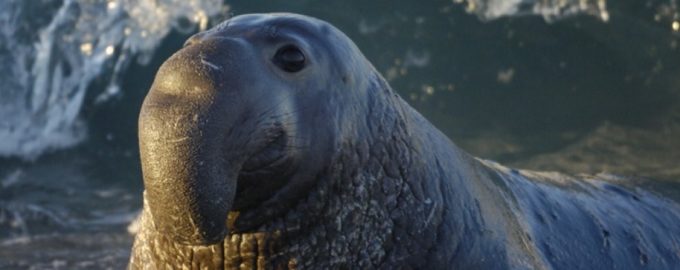 взрослый морской слон