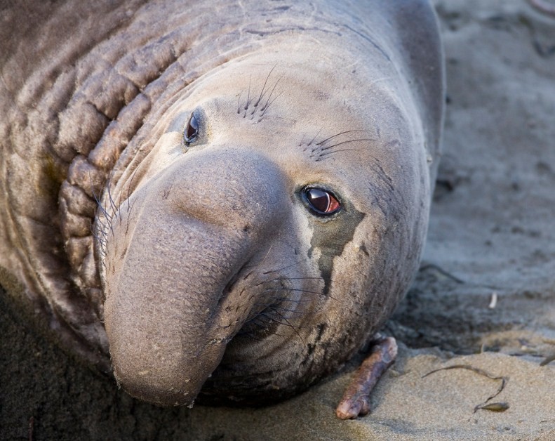 морской слон является тюленем