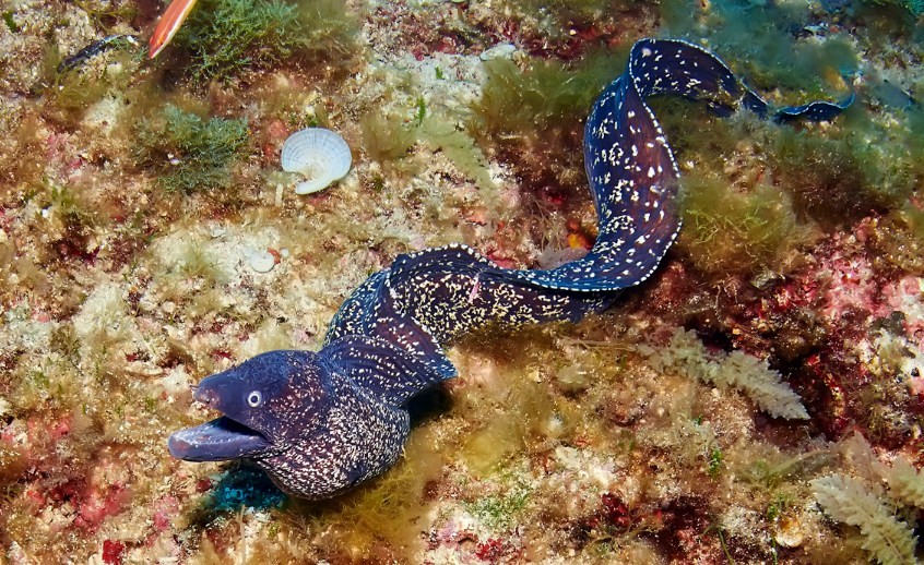 внешний вид рыбы змеи