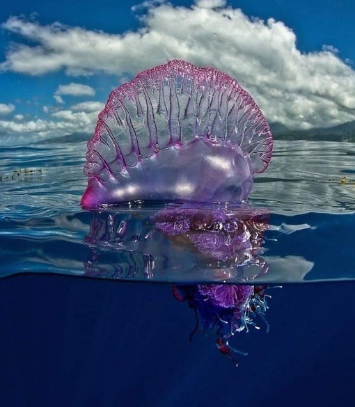 особенно ядовитая медуза