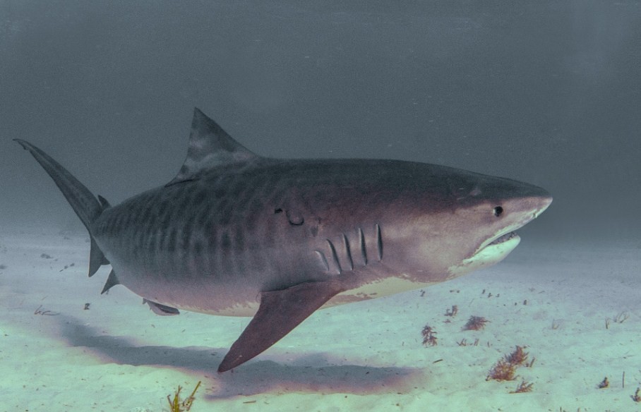 внешний вид тигровой акулы 