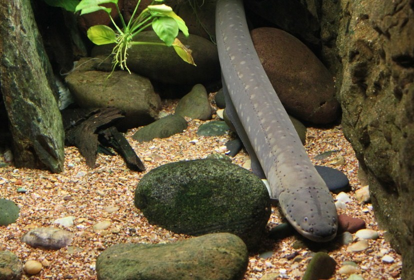 угорь в воде