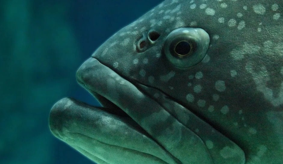 для чего ноздри рыбам