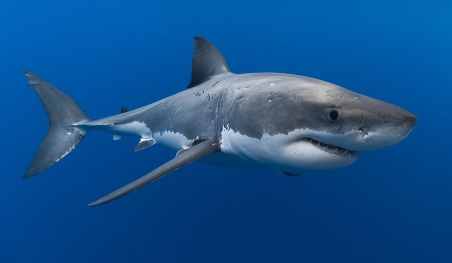 Акулья личность: не всегда они агрессивны и беспощадны