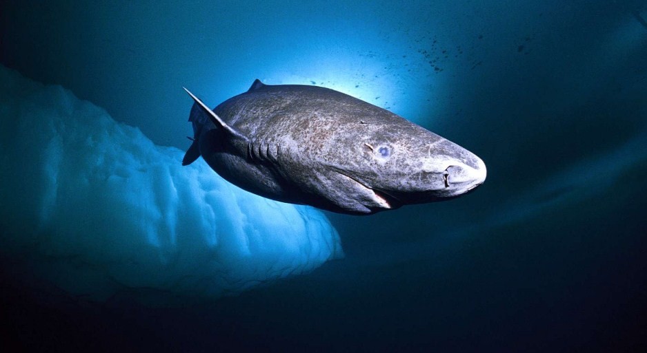 полярная акула