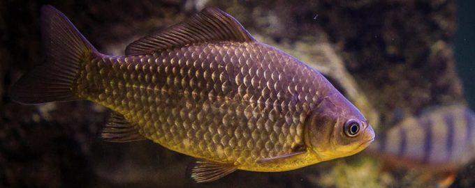 внешний вид рыбы карась