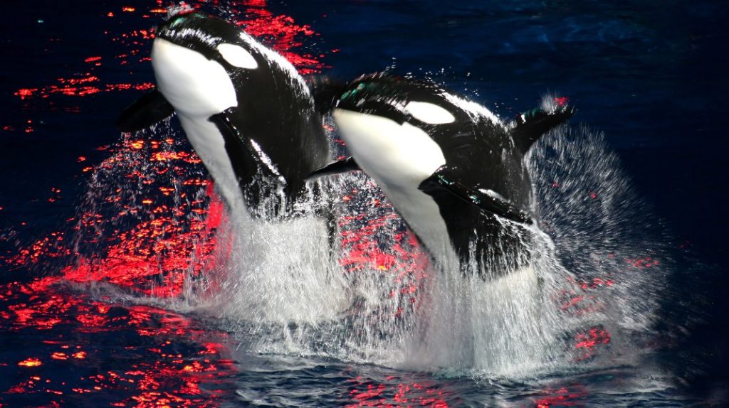 касатки убийцы