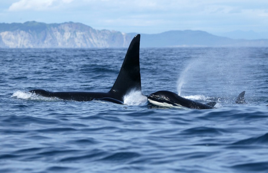 плавник косатки