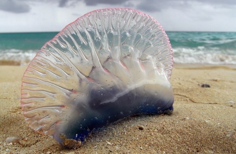 физалия на берегу