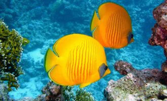 яркие рыбки около кораллов