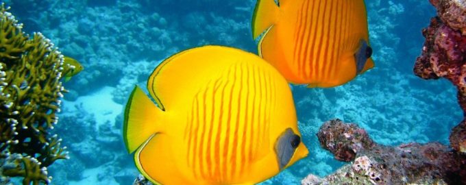 яркие рыбки около кораллов