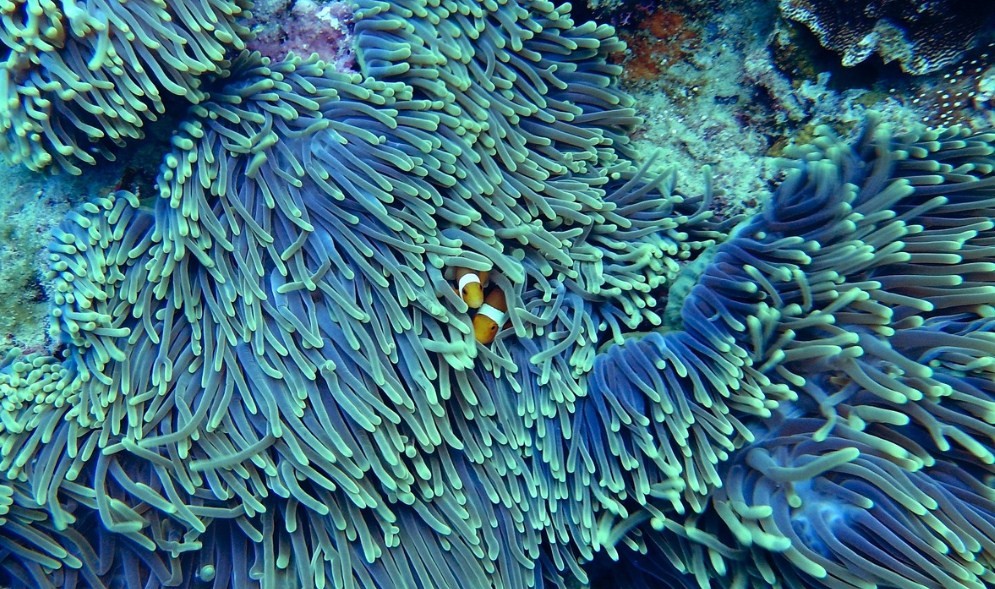 рыбки в кораллах