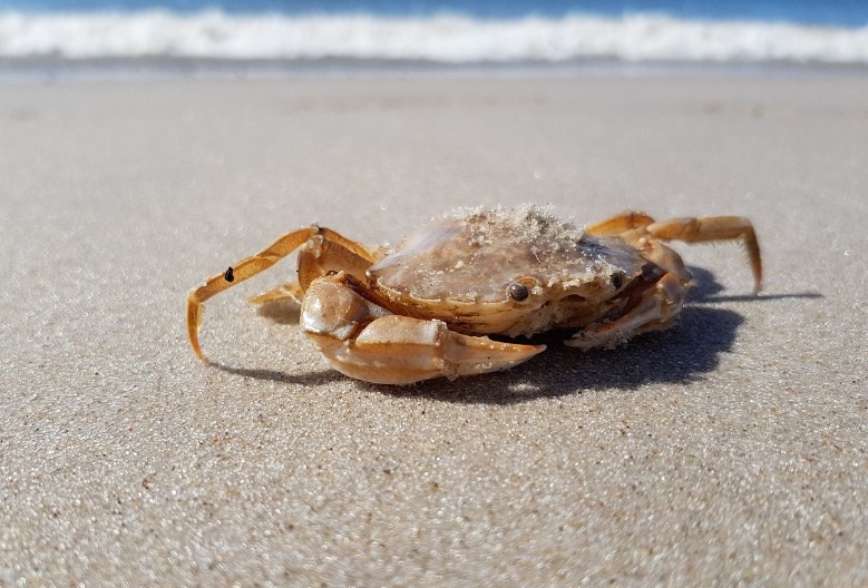 краб на песчаном берегу 