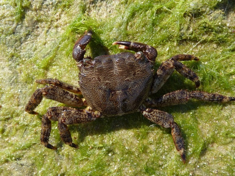 особенности строения краба 