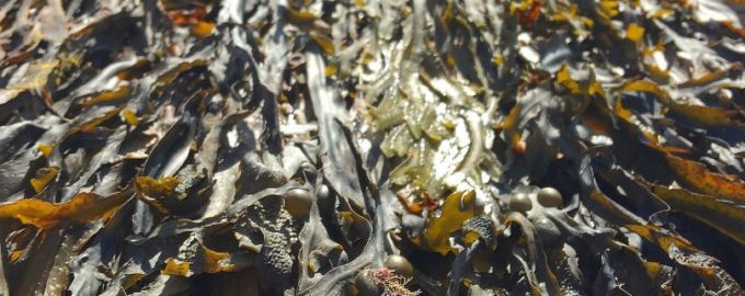 как выглядит ламинария