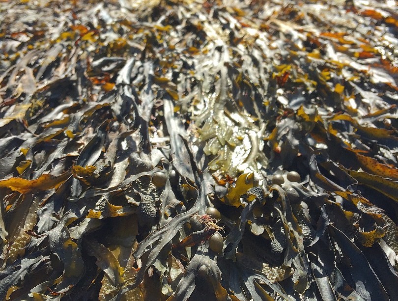 как выглядит ламинария