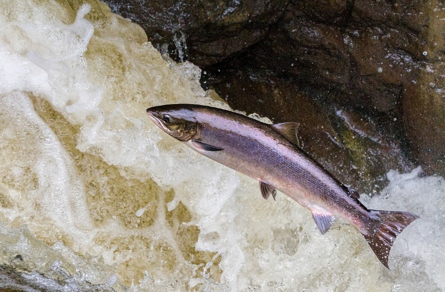 лососевая рыба в реке