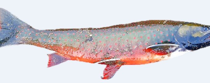 как выглядит рыба семейства лососевые