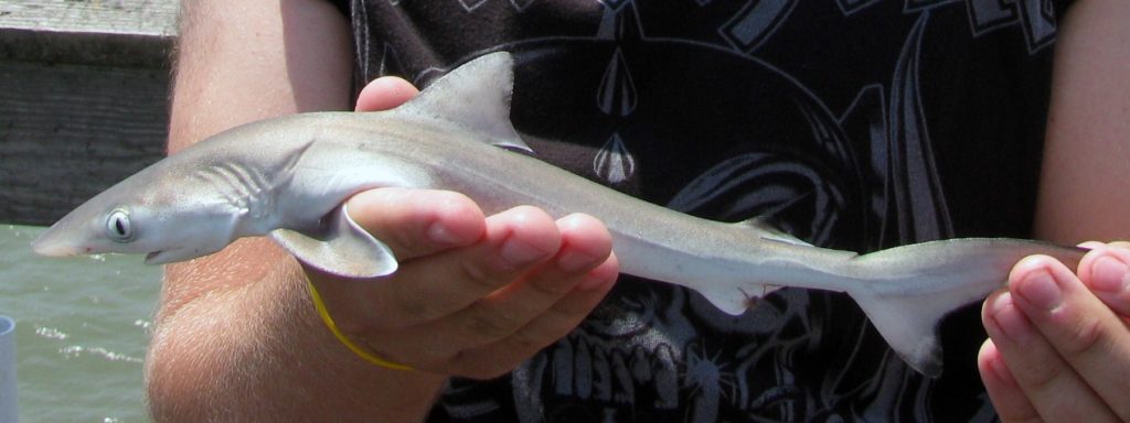 малек белой акулы