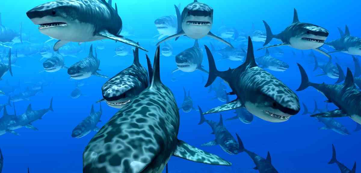стая акул