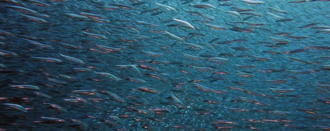 большое количество рыбы в стае