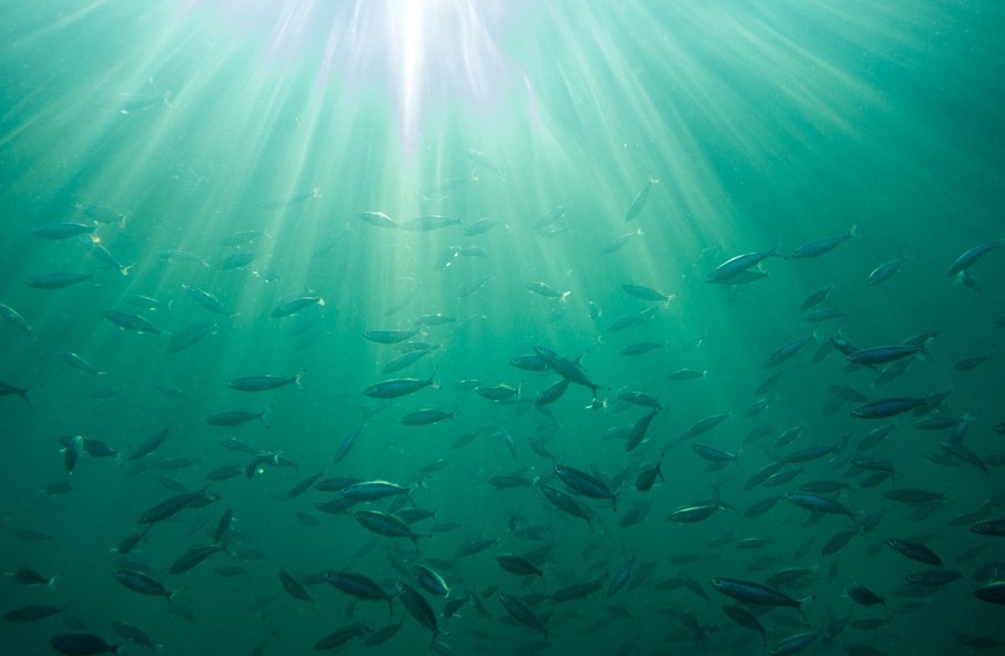 рыба плавает в воде