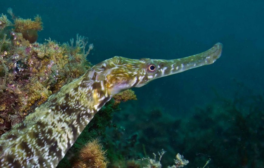 внешний вид рыбы иглы