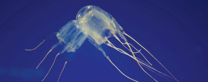 кубомедуза или морская оса