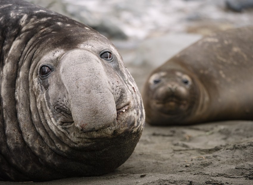 внешний вид морского слона самца и самки