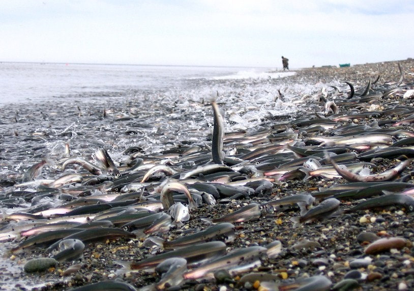 почему мойва выбрасывается на берег