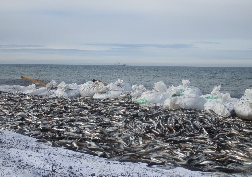 рыба на берегу