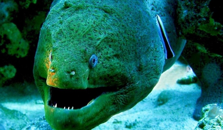 мурена выглядит устрашающе 