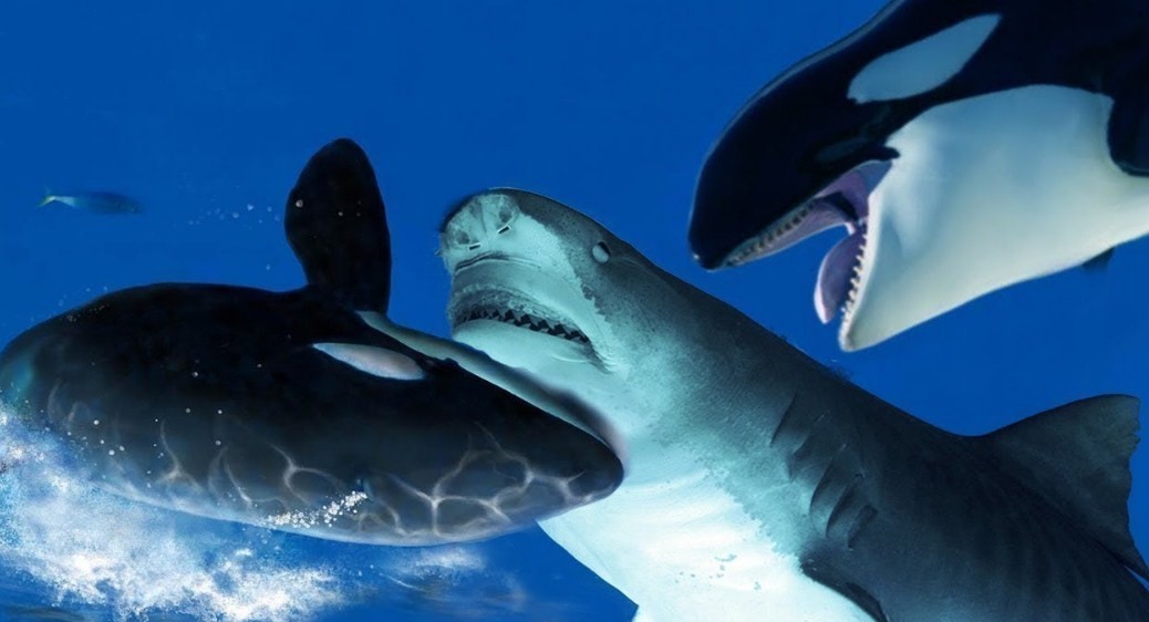 косатки нападают на акулу