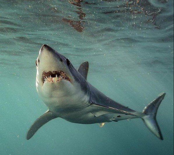 как различается характер акул 