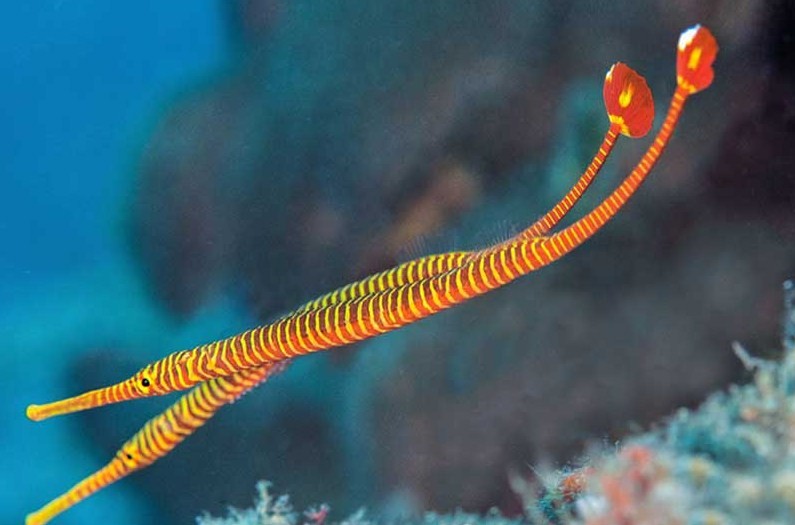 особенности строения рыбы иглы